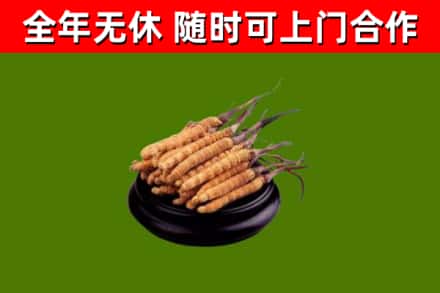 尚志烟酒回收冬虫夏草.jpg